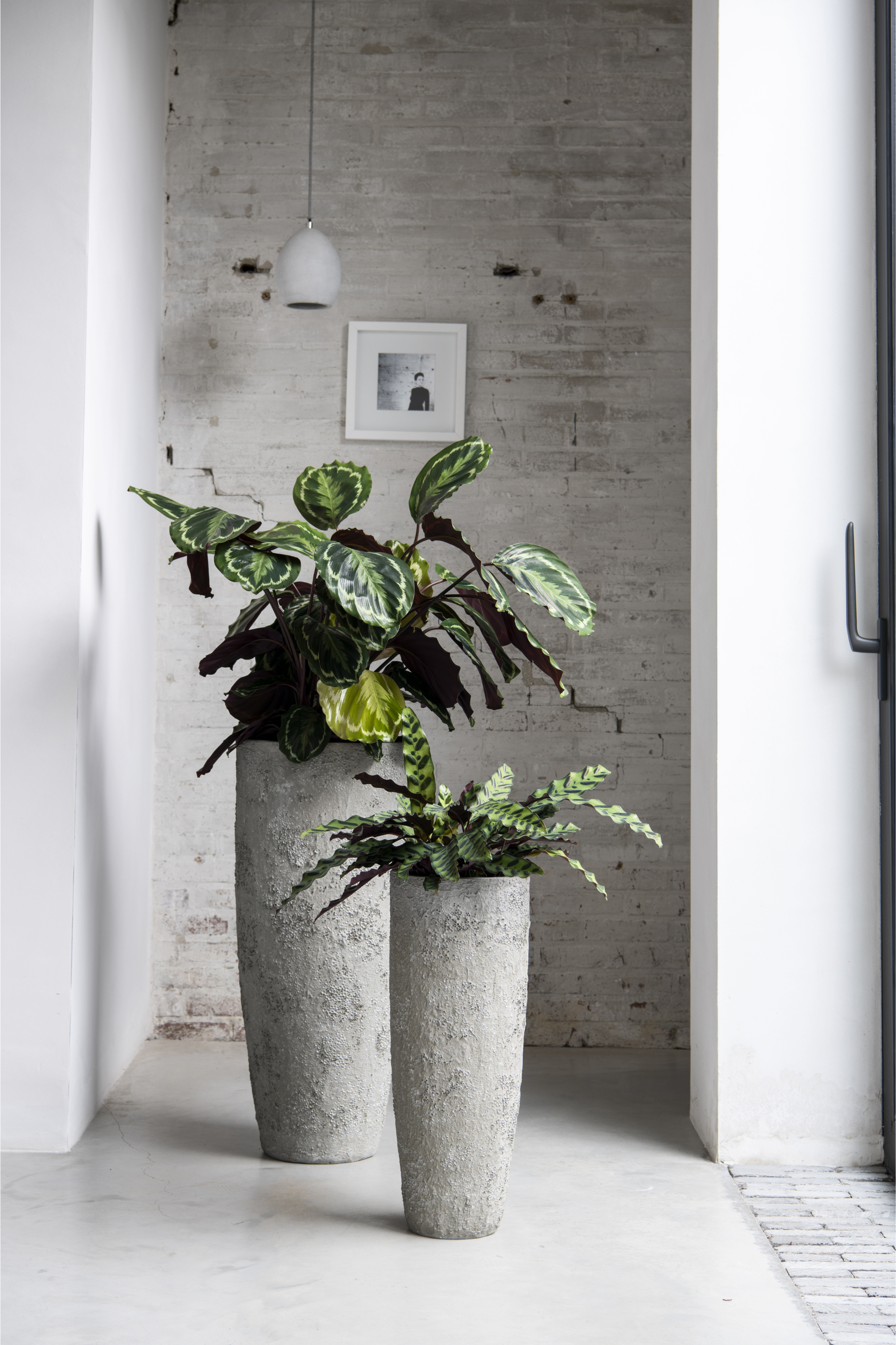 Dax L Imperial White Washed Flowerpot