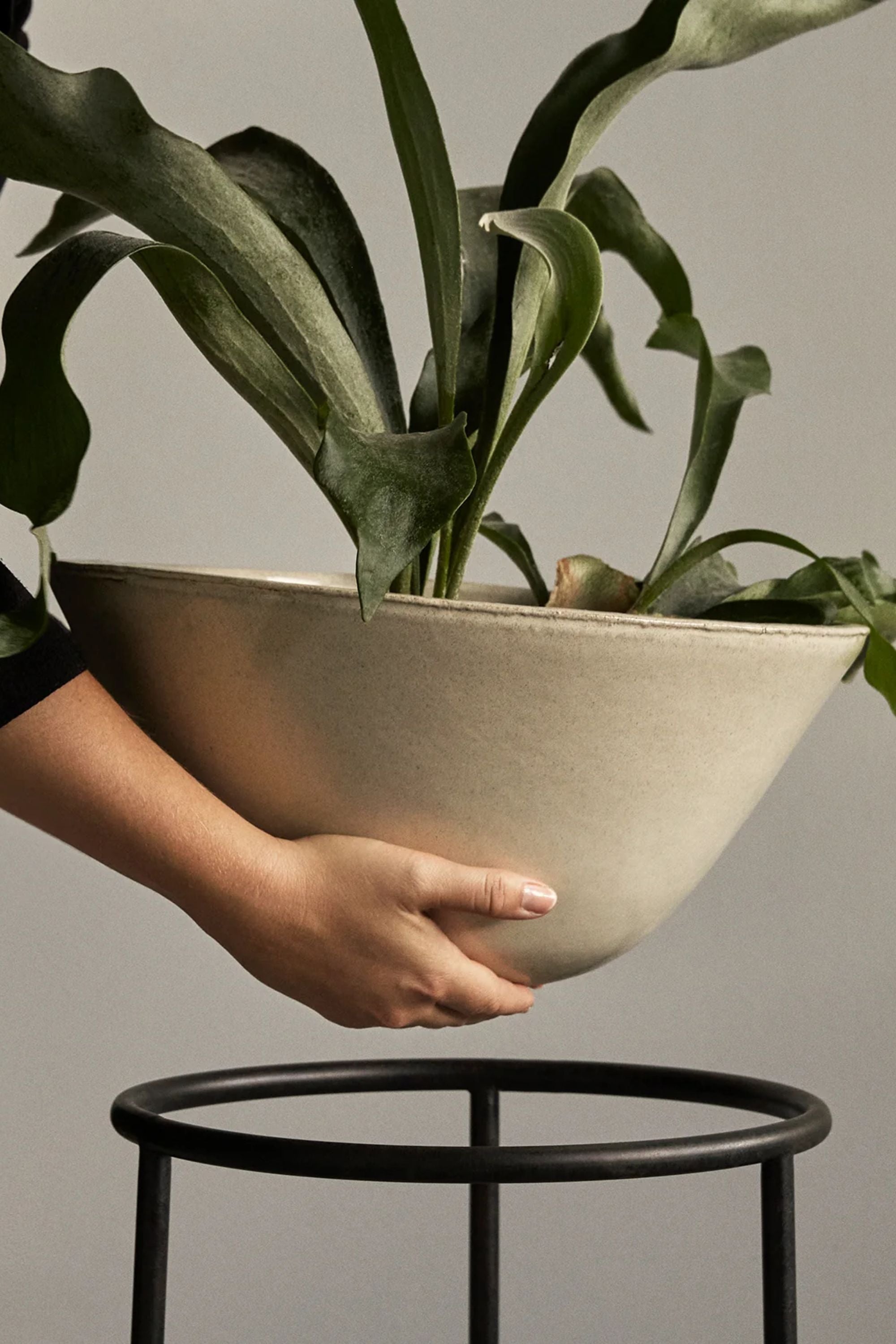 Daiza Planter H47 Ivory