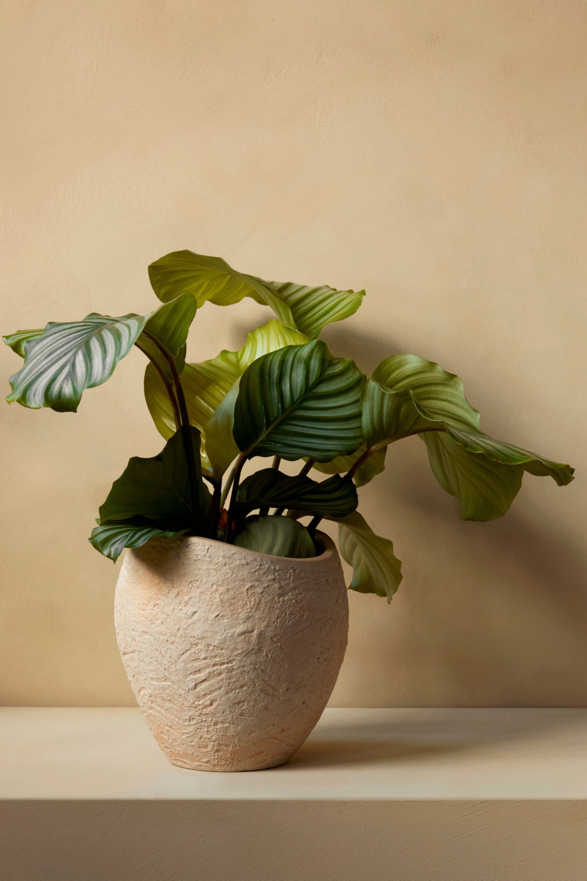 Plantas Planter H24 Ivory