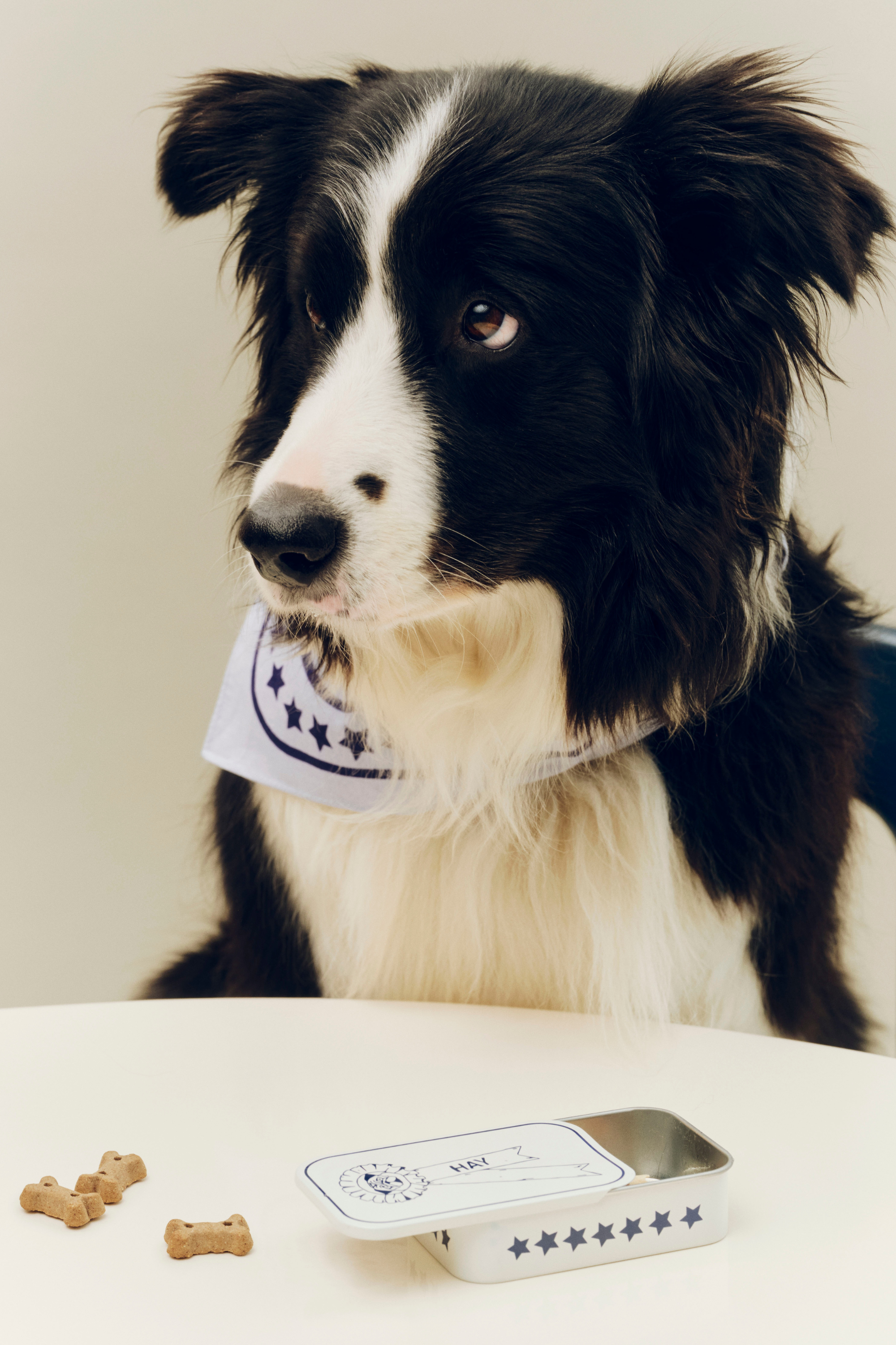 HAY Dogs Scarf (Recycled) 55x55 Off-white with blue