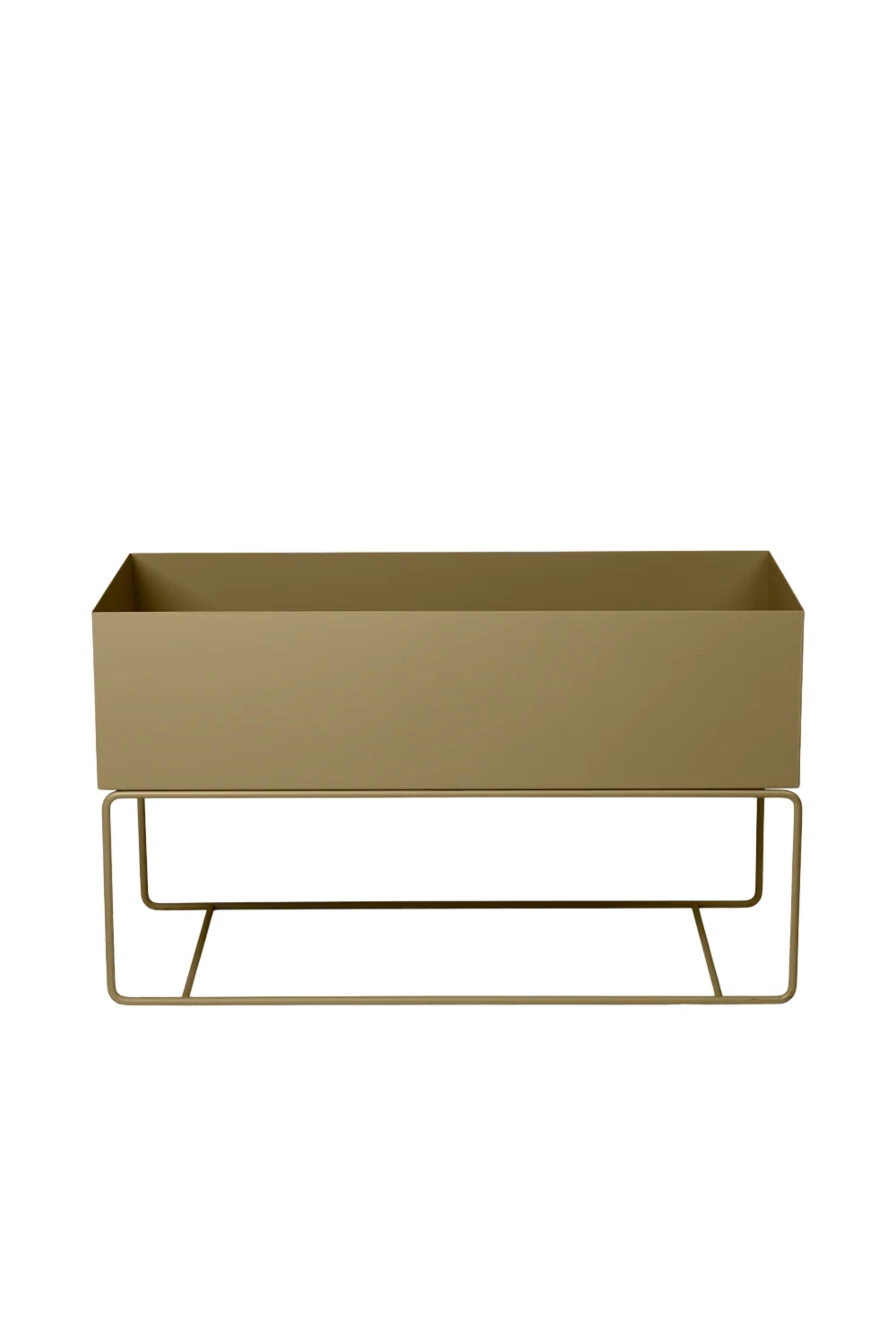 Plant olive large box
