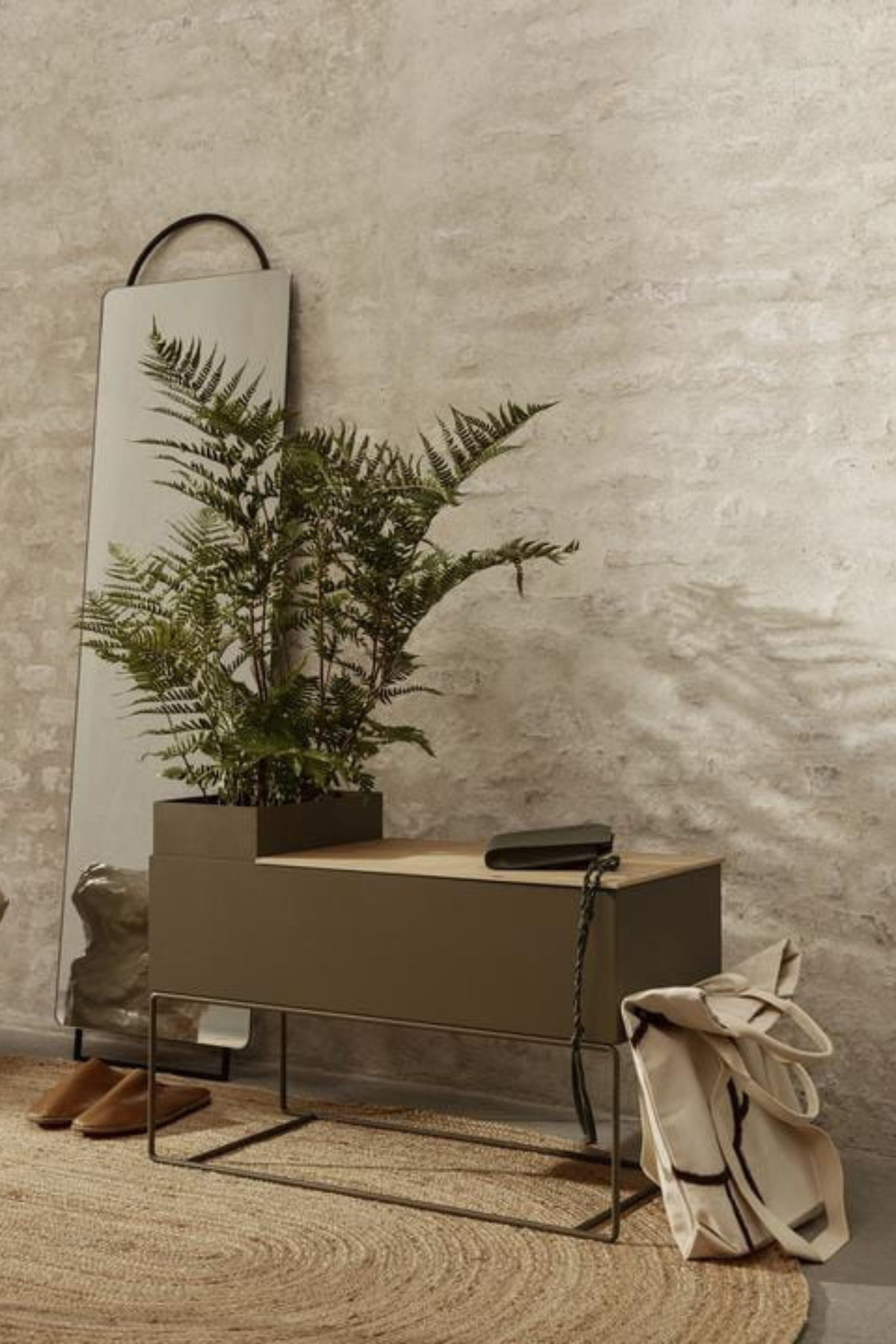 Plant olive large box