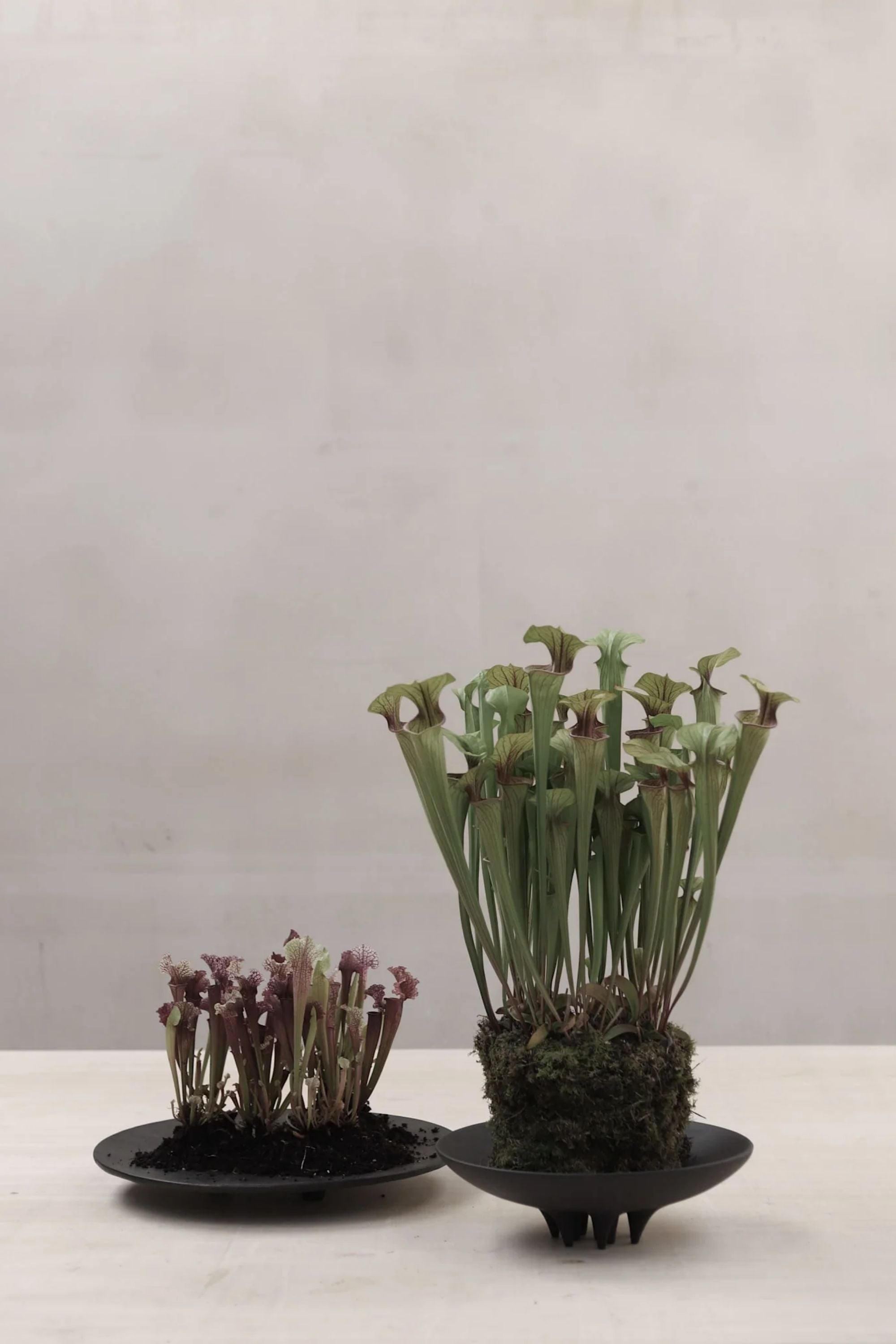 Medusa Tray Big Coffee