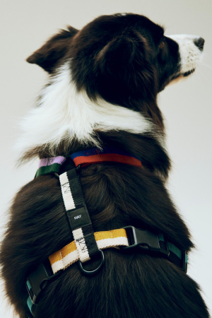 HAY | HAY M színes kutyahám | HAY Dogs Harness-Medium-Multi colour | Home of Solinfo