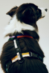 HAY | HAY M színes kutyahám | HAY Dogs Harness-Medium-Multi colour | Home of Solinfo