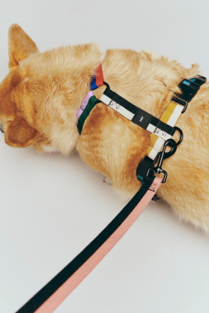 HAY | Hay M fekete és fehér kutyahám | HAY Dogs Harness-Medium-black and white | Home of Solinfo