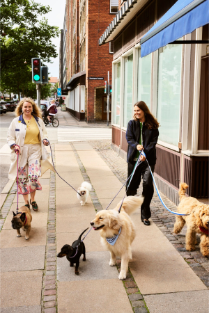 HAY | HAY fehér és sárga póráz M/L  | HHAY Dogs Leash-Braided Adjustable M/L-Off-white, ochre | Home of Solinfo