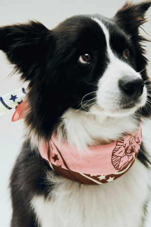 HAY | HAY rózsaszín újrahasznosított kutyakendő | HAY Dogs Scarf (Recycled)-55 x 55-Pink | Home of Solinfo